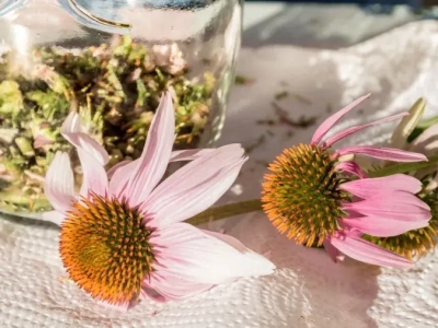 Para qué sirve la Equinacea